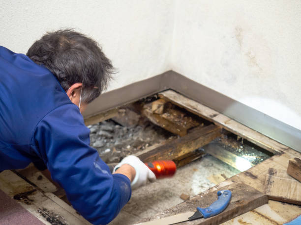 Best DIY Mold Remediation in Westby, WI